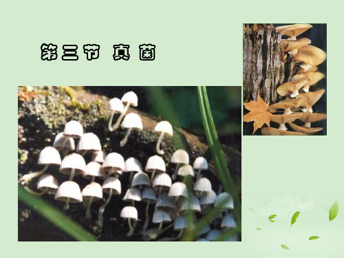 八年级生物第三节 真菌优秀课件