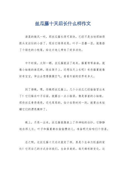 丝瓜藤十天后长什么样作文