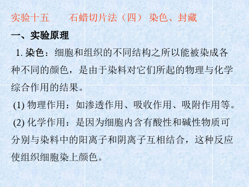 石蜡切片法四染色、封藏一、实验原理1染色细胞