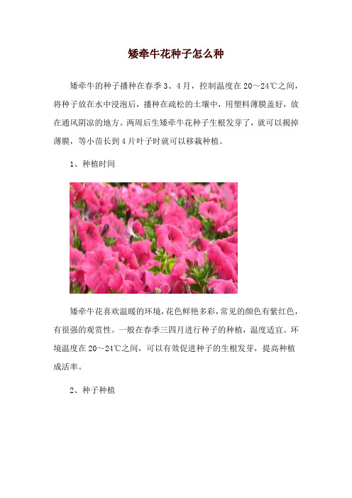 矮牵牛花种子怎么种