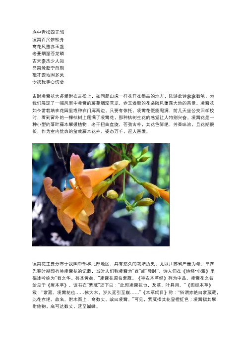 中药知识：凌霄花