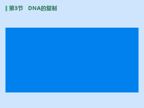 高中生物复习DNA的复制课件新人教版必修
