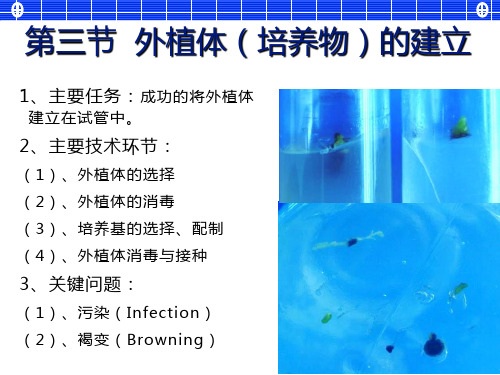 植物组织培养-外植体的选择与建立