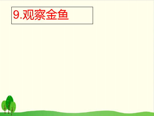 一年级上册科学课件:第9课观察金鱼 冀教版(共33张PPT)