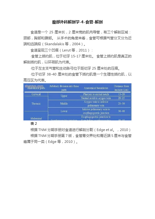 腹部外科解剖学-4-食管-解剖