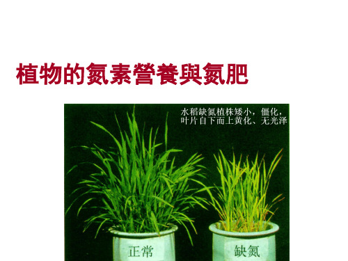 植物营养学课件：植物的氮素营养与氮肥