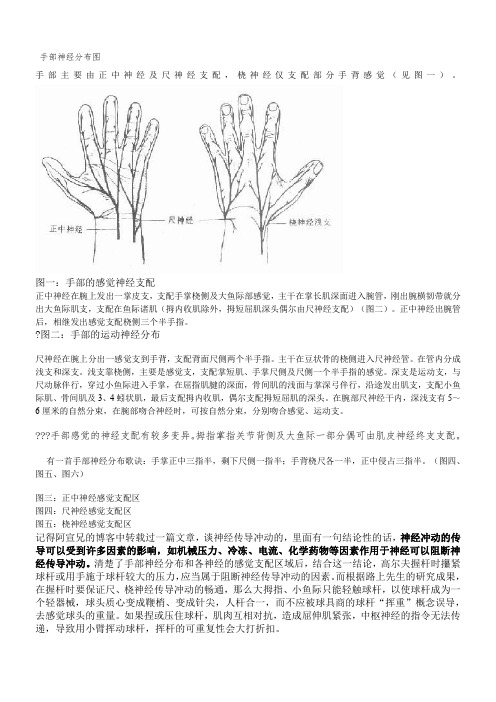 手部神经分布图