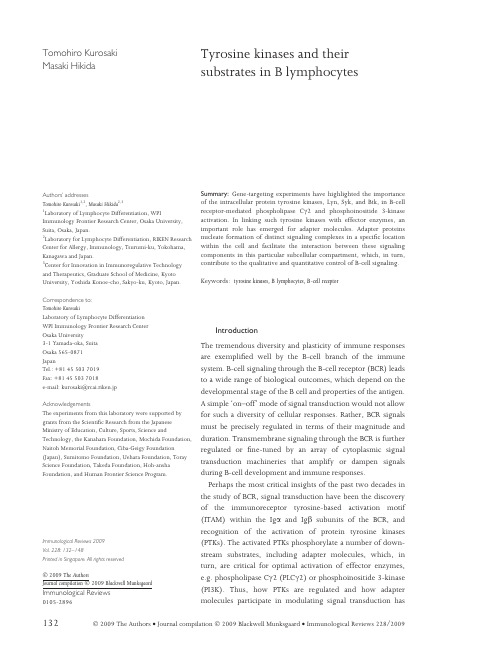 Tyrosine kinases and their substrates in B lymphocytes