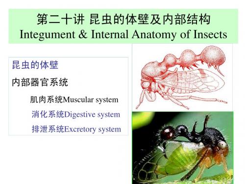 First part-insect insgut 昆虫的体壁与肌肉系统