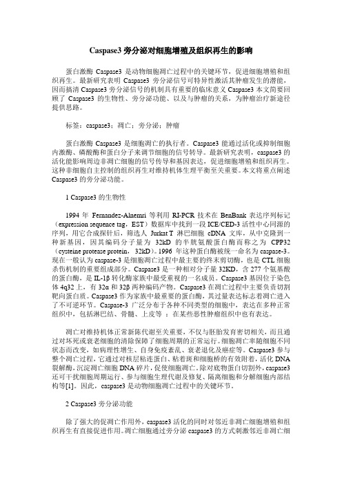 Caspase3旁分泌对细胞增殖及组织再生的影响