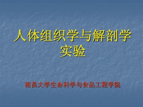 结缔组织实验课件