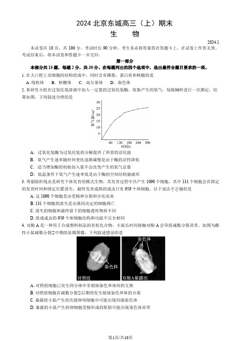 2024北京东城高三(上)期末生物(教师版)