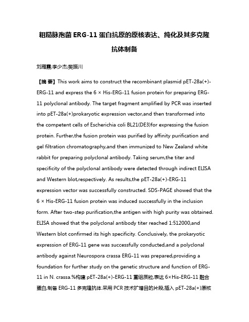 粗糙脉孢菌ERG-11蛋白抗原的原核表达、纯化及其多克隆抗体制备