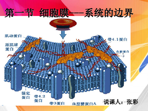 细胞膜——系统的边界ppt38(说课) 人教课标版最新优选公开课件