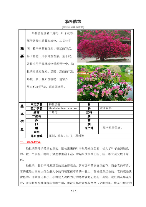 常绿木质藤本植物--深圳市花勒杜鹃花知识介绍