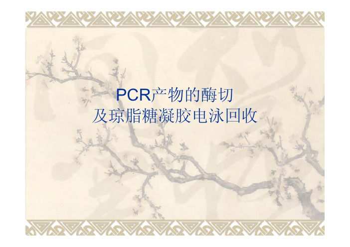 PCR产物的酶切及琼脂糖凝胶电泳回收