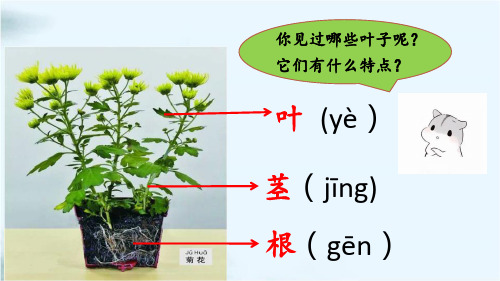 2观察叶ppt教育课件