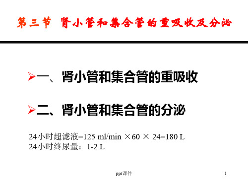 肾小管和集合管的重吸收及分泌  ppt课件