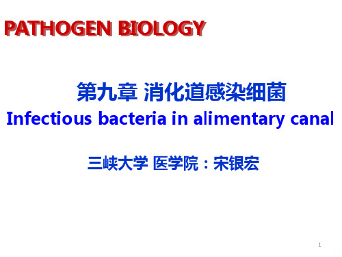 宋银宏消化道感染细菌PPT课件