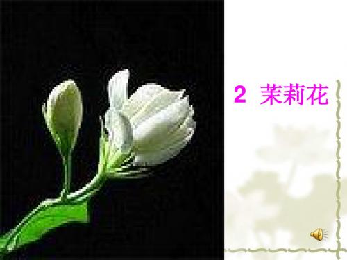 2 茉莉花ppt
