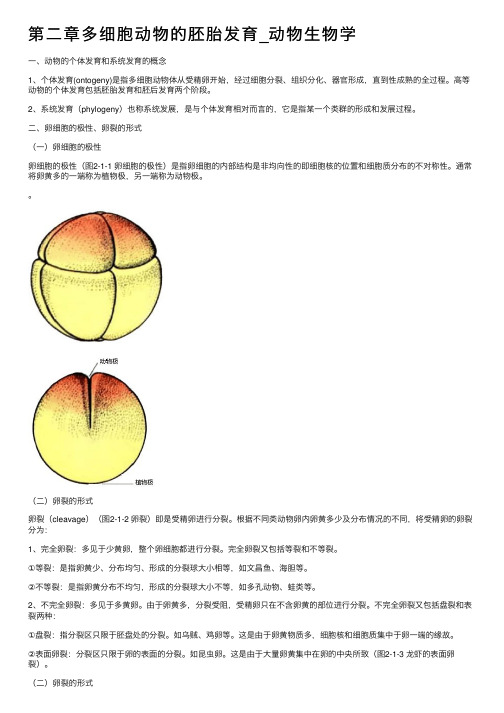 第二章多细胞动物的胚胎发育_动物生物学