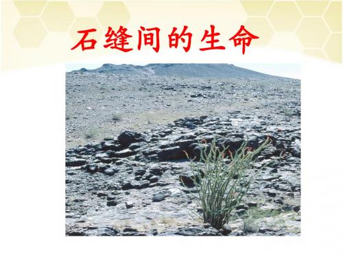 《石缝间的生命》课件2-优质公开课-语文版九下精品