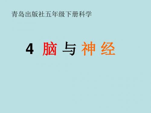 青岛版五年级下册科学——4脑与神经[1]