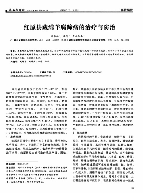 红原县藏绵羊腐蹄病的治疗与防治