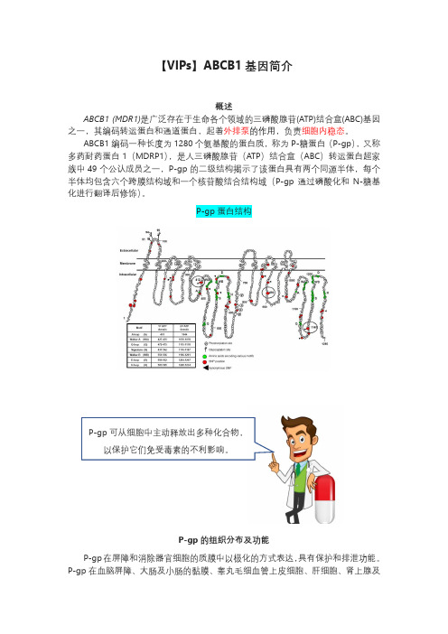 非常重要的药物基因ABCB1基因介绍