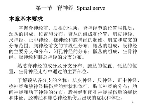 人体解剖学脊神经PPT课件