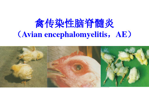 《禽病学》课件：11 禽传染性脑脊髓炎