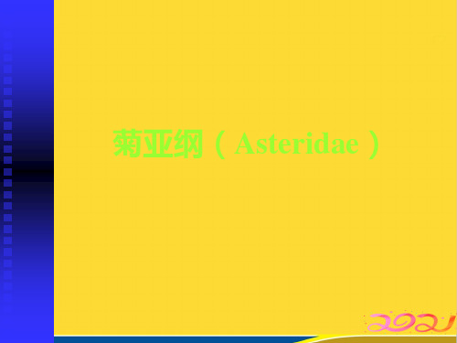 菊亚纲(Asteridae)推选资料