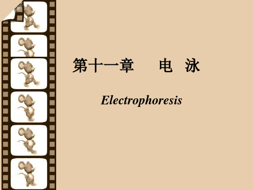 第十一章 电泳技术