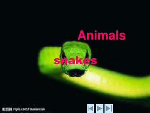 Animals(1)