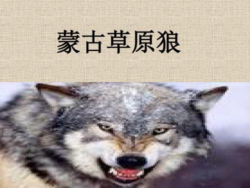《蒙古草原狼》ppt教学课件