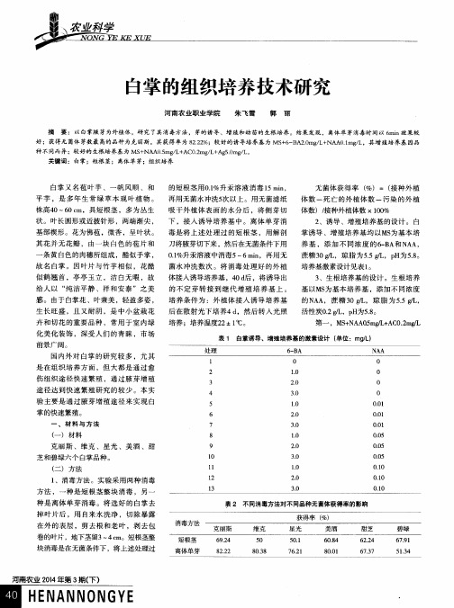 白掌的组织培养技术研究