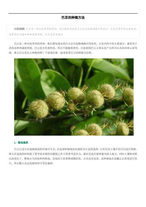 巴豆的种植方法