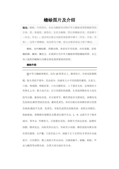 蟾蜍图片及介绍