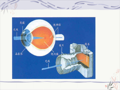 眼的应用解剖与生理讲座PPT.