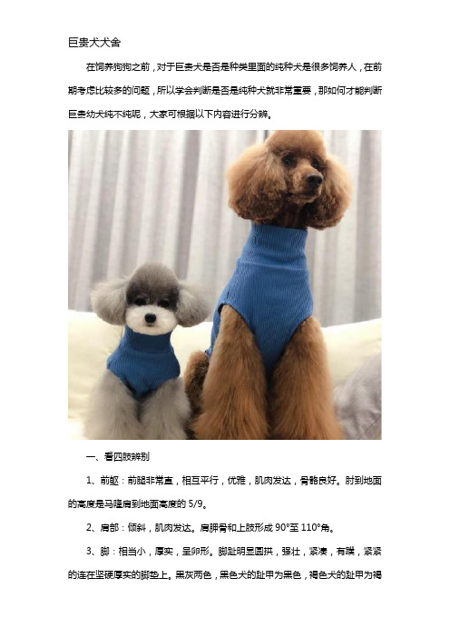 巨贵幼犬怎么看纯不纯