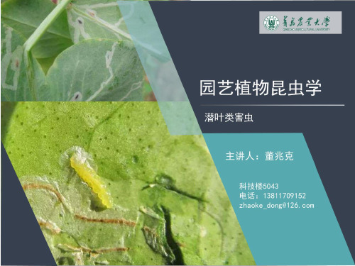 园艺植物昆虫学19-潜叶类害虫