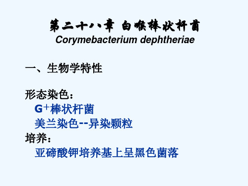 第28章 白喉棒状杆菌