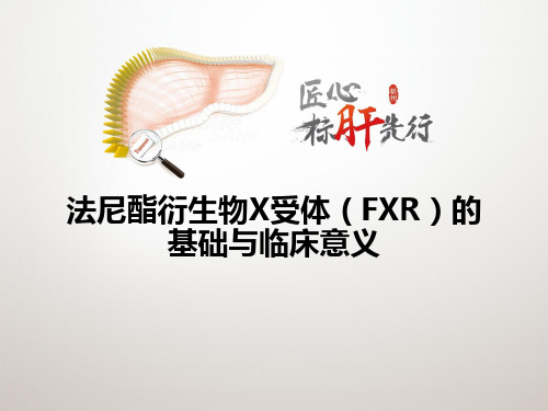 法尼酯衍生物X受体(FXR)的基础与临床意义