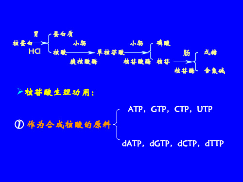 二、嘌呤核苷酸的分解代谢