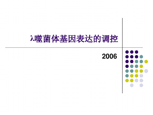 分子生物学课件λ噬菌体基因表达的调控