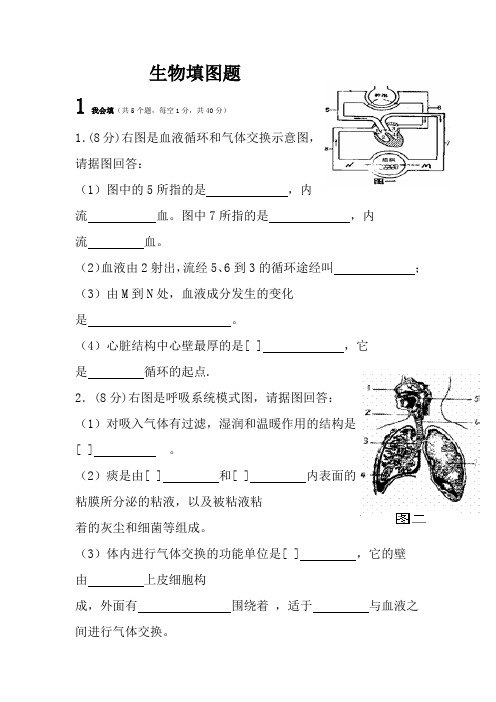 七年级下生物填图题(含答案)