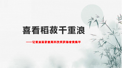 4喜看稻菽千重浪――记首届国家最高科技奖获得者袁隆平标准课件高一语文统编版必修上册