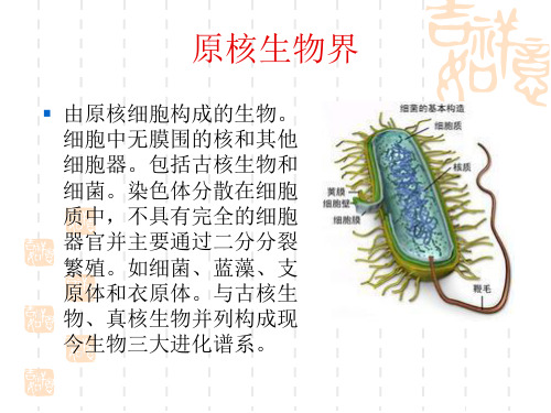 生物分类大全-原核生物