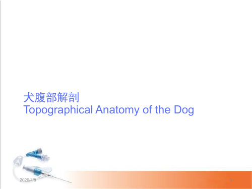 犬腹部解剖(课堂PPT)