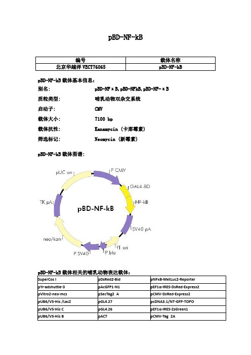 pBD-NF-kB使用说明